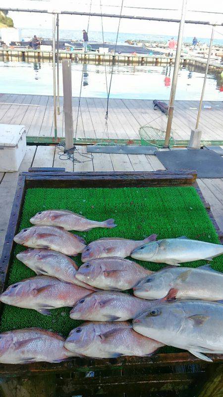 海の釣堀 海恵 釣果