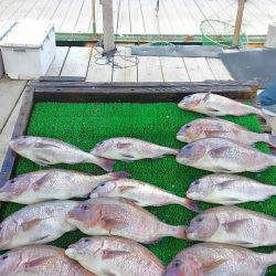 海の釣堀 海恵 釣果