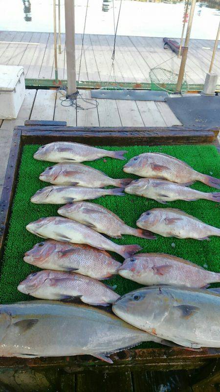 海の釣堀 海恵 釣果