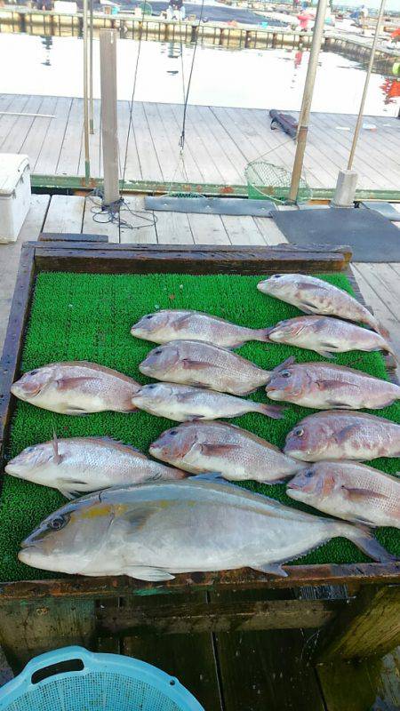 海の釣堀 海恵 釣果