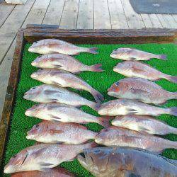 海の釣堀 海恵 釣果