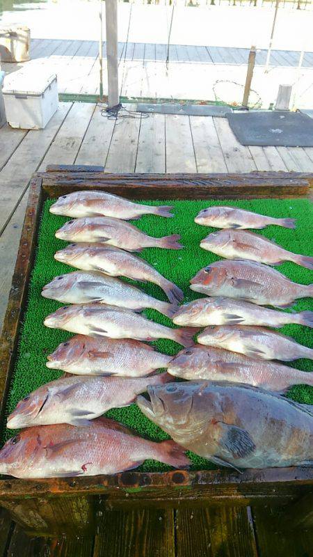 海の釣堀 海恵 釣果