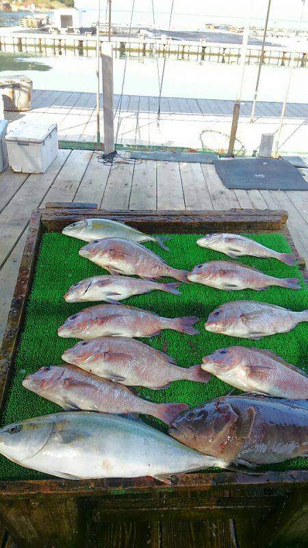 海の釣堀 海恵 釣果