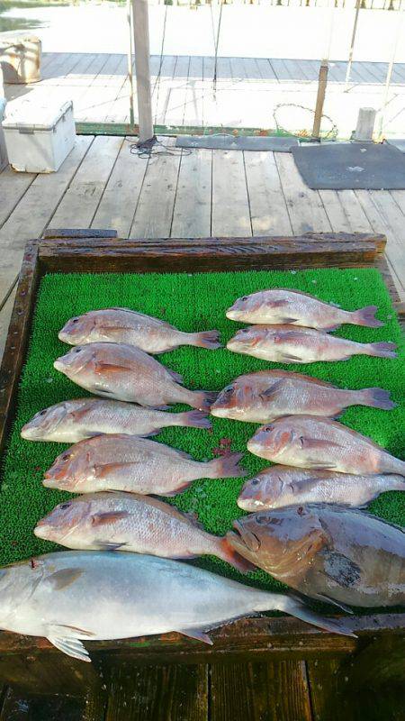 海の釣堀 海恵 釣果