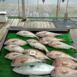 海の釣堀 海恵 釣果