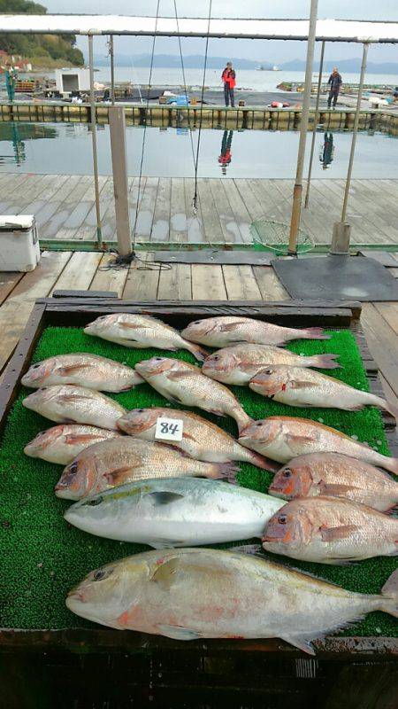 海の釣堀 海恵 釣果