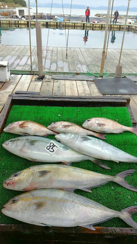 海の釣堀 海恵 釣果