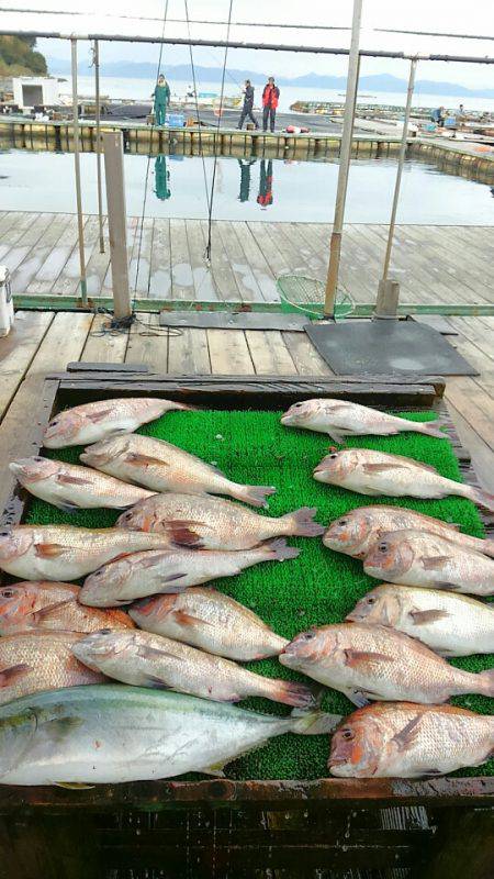 海の釣堀 海恵 釣果