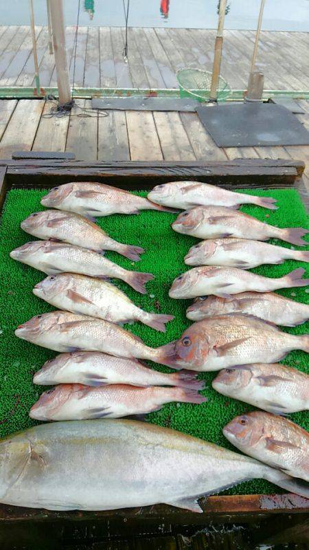 海の釣堀 海恵 釣果