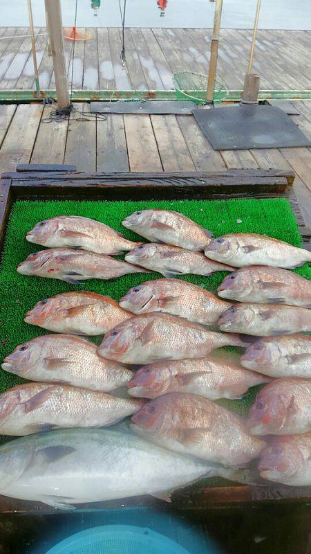 海の釣堀 海恵 釣果