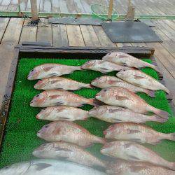 海の釣堀 海恵 釣果