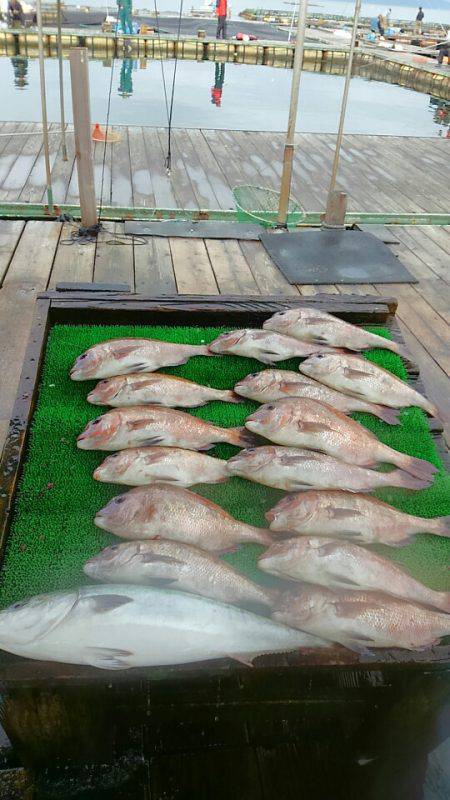 海の釣堀 海恵 釣果