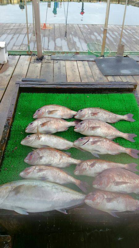 海の釣堀 海恵 釣果