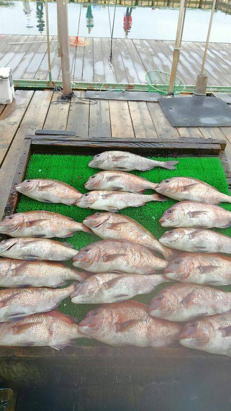 海の釣堀 海恵 釣果