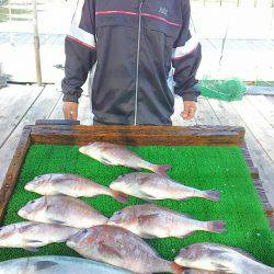 海の釣堀 海恵 釣果