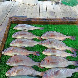 海の釣堀 海恵 釣果