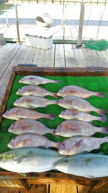 海の釣堀 海恵 釣果