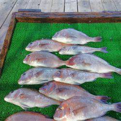 海の釣堀 海恵 釣果