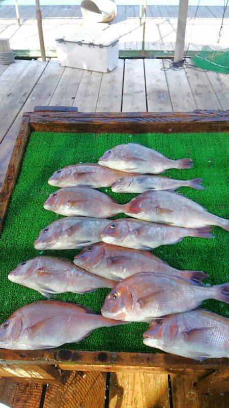 海の釣堀 海恵 釣果