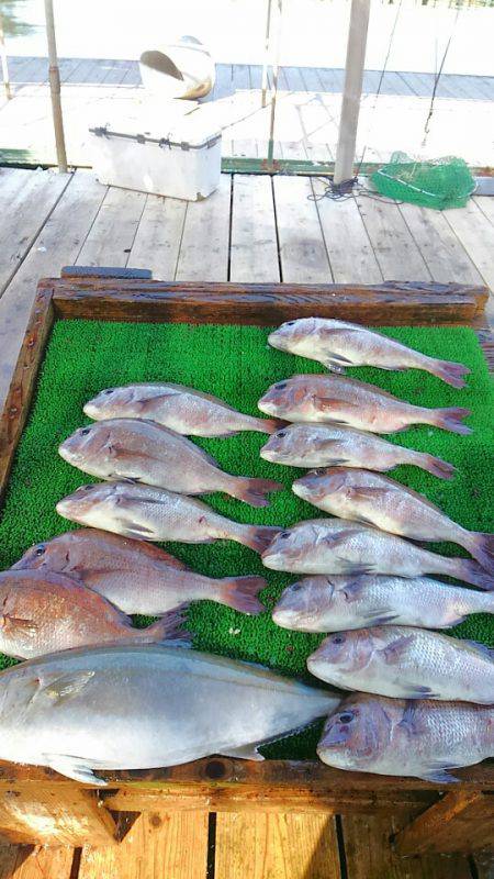 海の釣堀 海恵 釣果