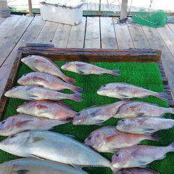 海の釣堀 海恵 釣果