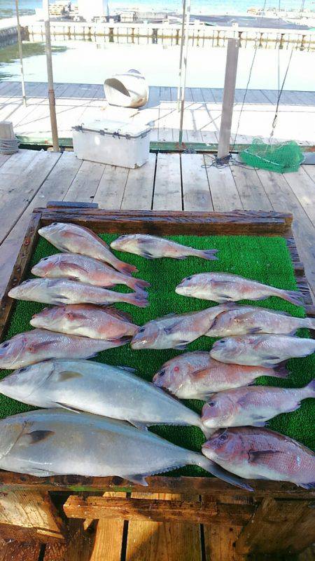 海の釣堀 海恵 釣果