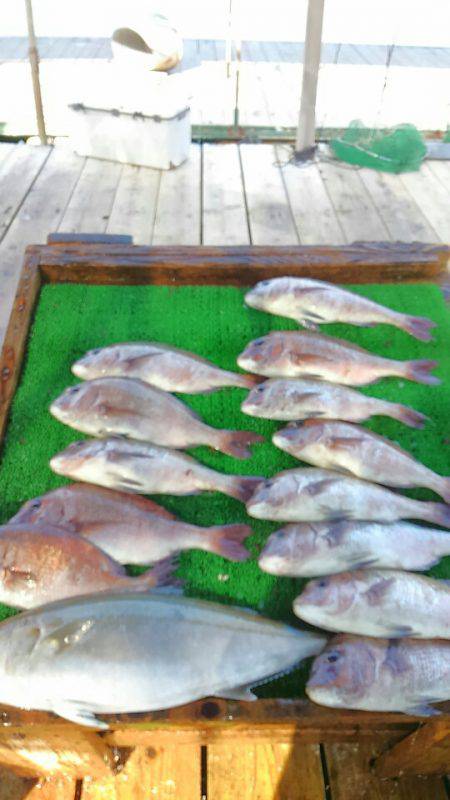 海の釣堀 海恵 釣果