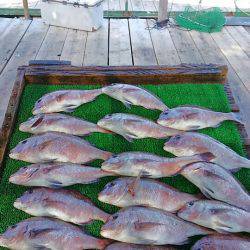 海の釣堀 海恵 釣果