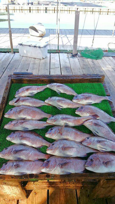 海の釣堀 海恵 釣果