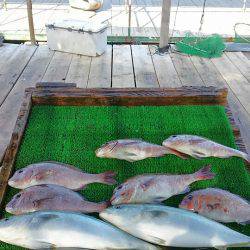 海の釣堀 海恵 釣果