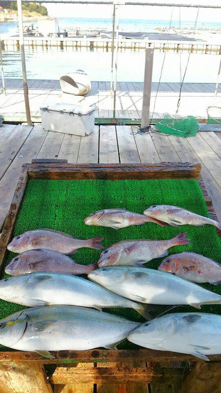 海の釣堀 海恵 釣果