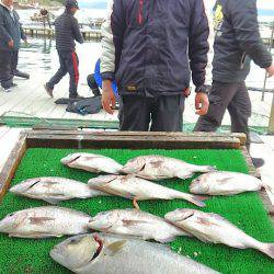 海の釣堀 海恵 釣果