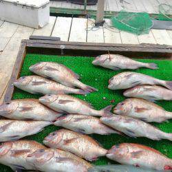 海の釣堀 海恵 釣果