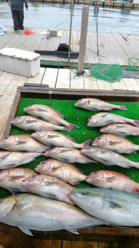 海の釣堀 海恵 釣果