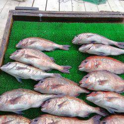 海の釣堀 海恵 釣果