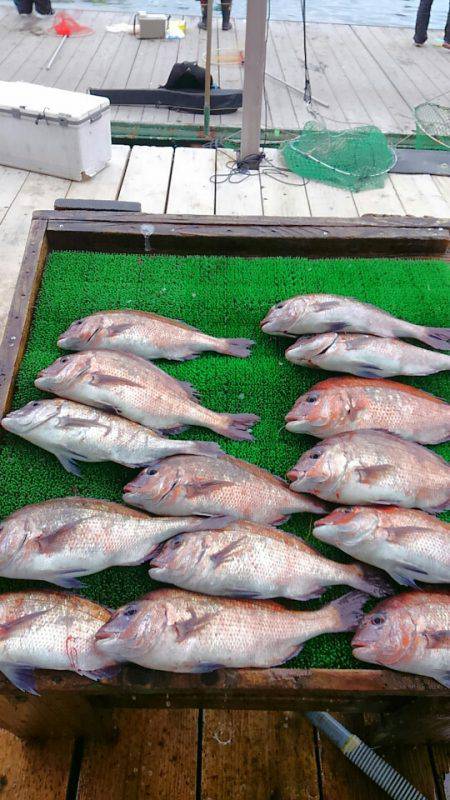 海の釣堀 海恵 釣果