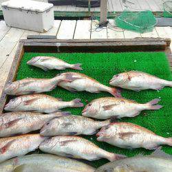 海の釣堀 海恵 釣果