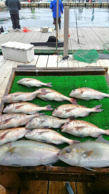 海の釣堀 海恵 釣果