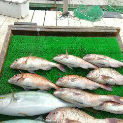 海の釣堀 海恵 釣果