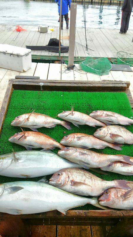 海の釣堀 海恵 釣果