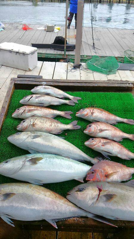 海の釣堀 海恵 釣果