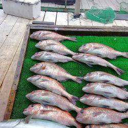 海の釣堀 海恵 釣果