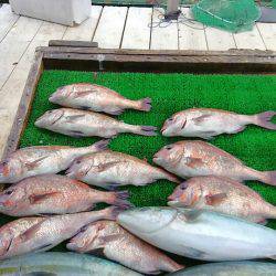 海の釣堀 海恵 釣果