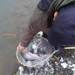 つりぼりあかし 釣果