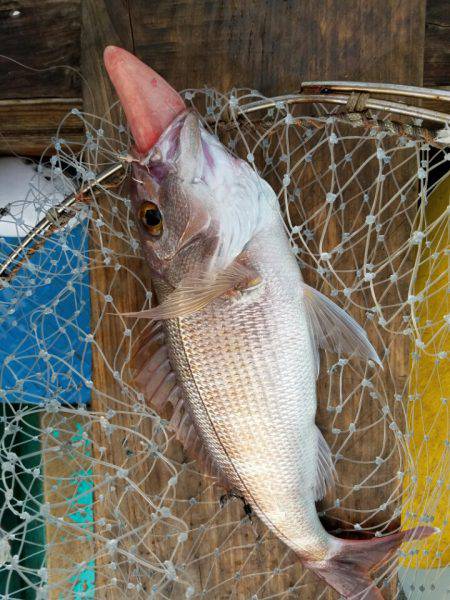 進誠丸 釣果