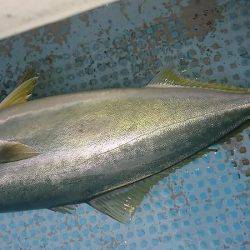 シースナイパー海龍 釣果