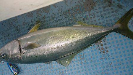 シースナイパー海龍 釣果