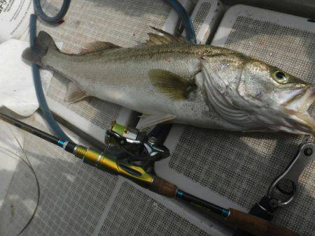 海龍丸（島根） 釣果