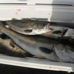 海龍丸（島根） 釣果