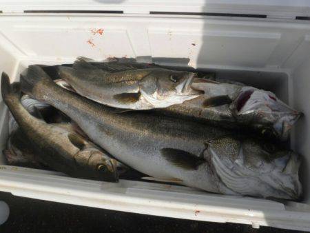 海龍丸（島根） 釣果